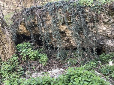 Asmalar taşların üzerinde asılı..