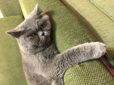 Gri kedi kanepede yatıyor.