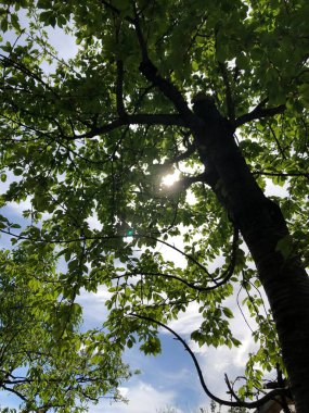 Ağacın yapraklarından yansıyan güneş ışığı..