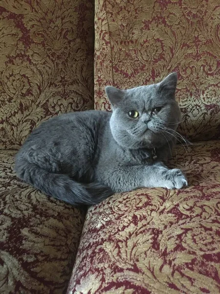 Pisica Gri Întinsă Canapea — Fotografie, imagine de stoc