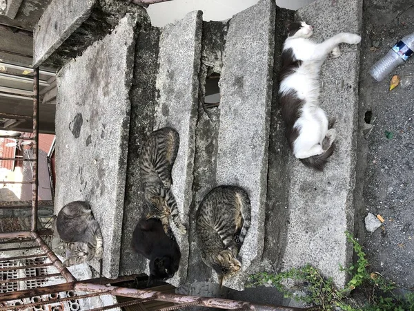 Кішки Сплять Сходах — стокове фото
