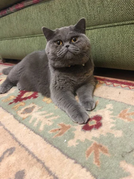 Graue Katze Liegt Auf Sofa — Stockfoto