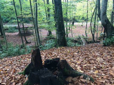 Sarı yaprak güzel bir günde çekilir.