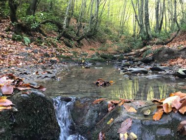 Ormanlık alanda güzel havada nehir manzarası