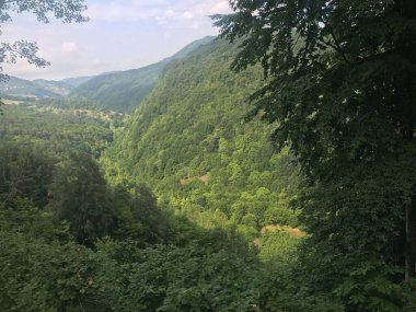 Ormanda güzel bir manzara.