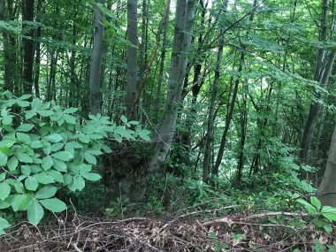 Güzel bir manzara ve yeşillik