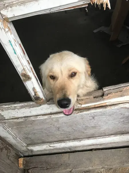 Golden Retriever Chien Regardant Porte — Photo