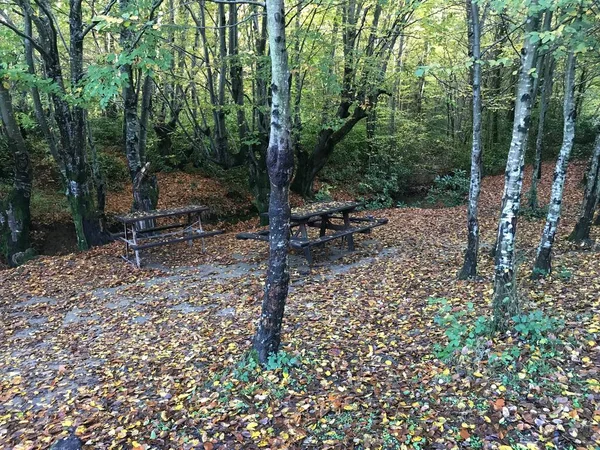 Foglia Gialla Sparare Una Bella Giornata — Foto Stock