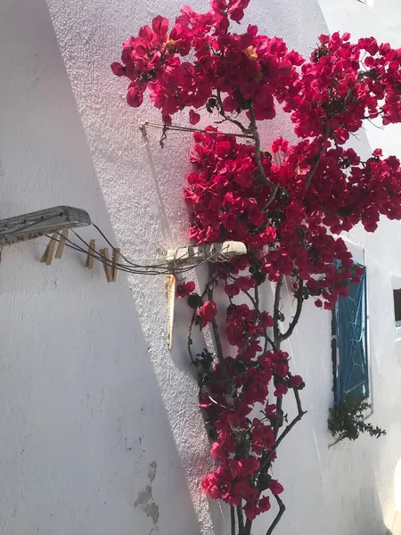 Witte Muren Een Oude Houten Deur Roze Bloemen — Stockfoto