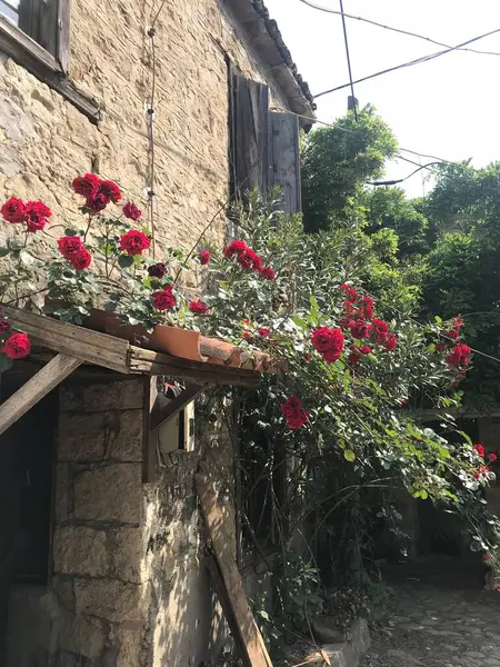 Close Tiro Rosas Vermelhas Dia Ensolarado — Fotografia de Stock