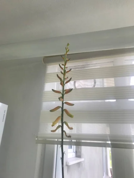 Aloe Vera Φυτό Στο Σπίτι — Φωτογραφία Αρχείου