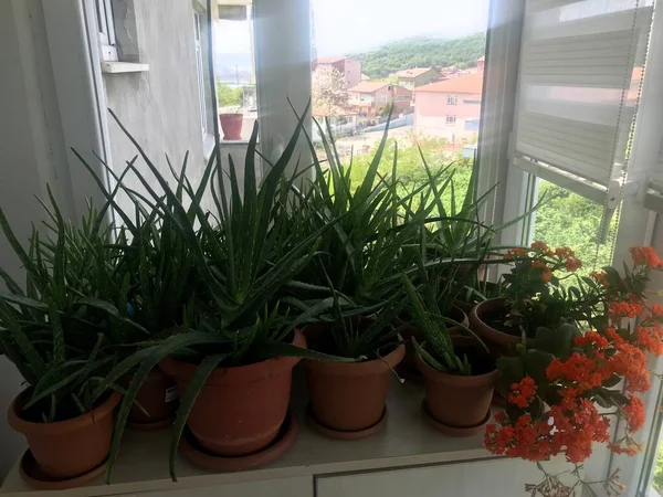 Flowers Pots Front Windowsill — Stock Photo, Image