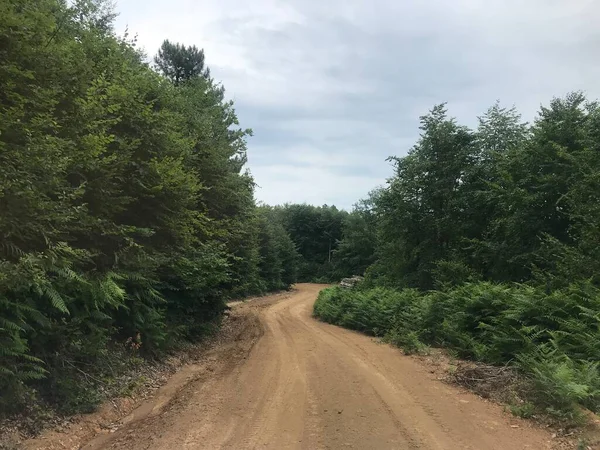 Güzel bir günde küçük bir yataktan akan su.