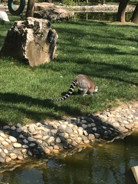 Doğada yaşayan lemur.