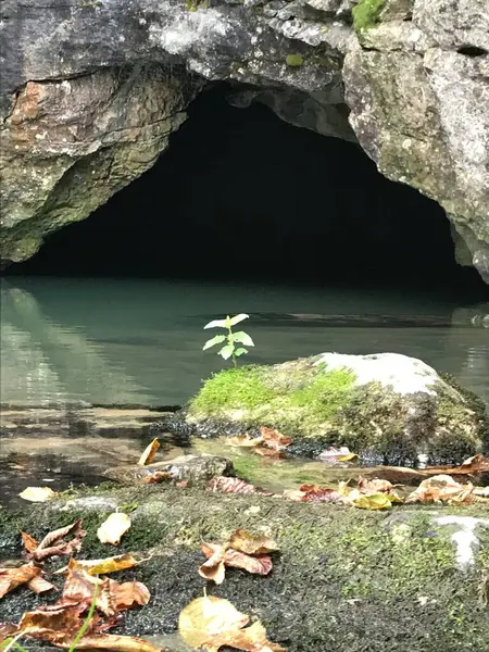 Caverna Tiro Entrada Floresta — Fotografia de Stock