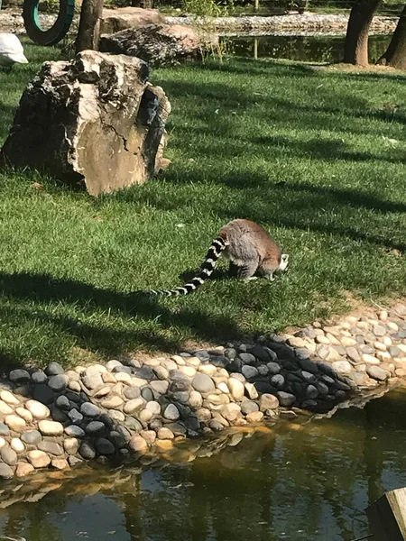 Lemur Lives Nature — Stock Photo, Image