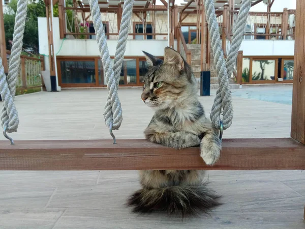 Χαριτωμένη Γάτα Γάτα Που Ποζάρει Πόδια Στο Σκιάχτρο — Φωτογραφία Αρχείου