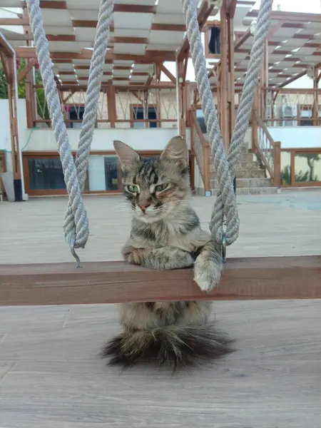 Χαριτωμένη Γάτα Γάτα Που Ποζάρει Πόδια Στο Σκιάχτρο — Φωτογραφία Αρχείου