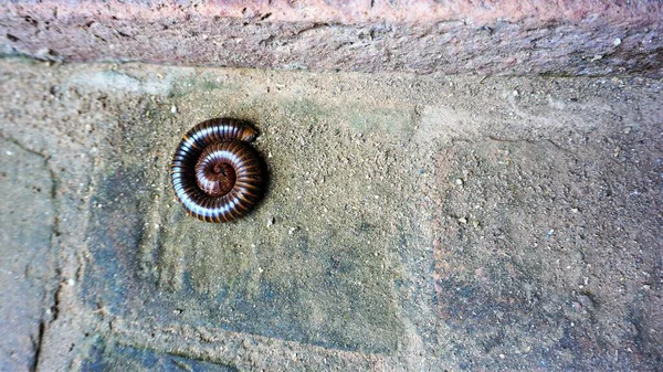 The millipede curled up to protect himself because he thought it was dangerous.