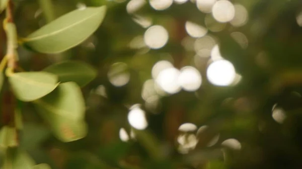 Green Leaves Two Alternating Colors Single Tree Use Background — Stock Photo, Image