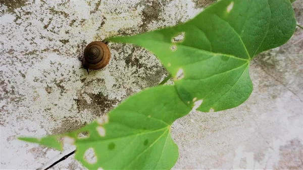 雨の後の小さな茶色のカタツムリの餌 緑の葉の間の壁を登る — ストック写真