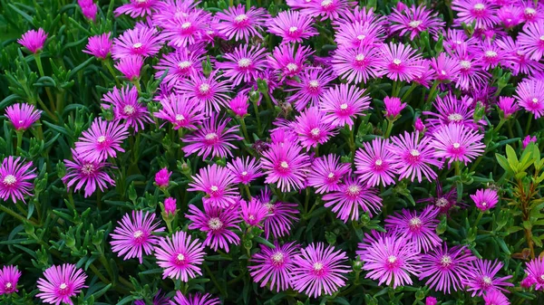 Blooming Trailing Ice Plant Garden Lampranthus Summer Flower — Stock Photo, Image