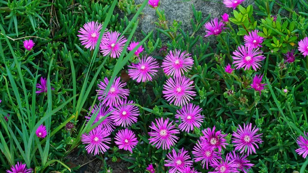 Bahçedeki kayaların arasında çiçek açan buz santrali. Lampranthus. Çiçek.