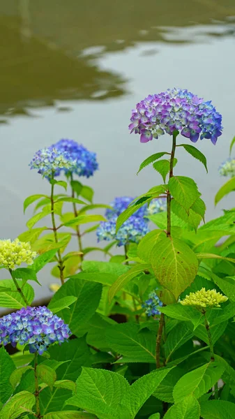 Hortensje Które Zaczęły Kwitnąć Nabrzeżu Parku Różowieje Purpurowy Niebieski — Zdjęcie stockowe