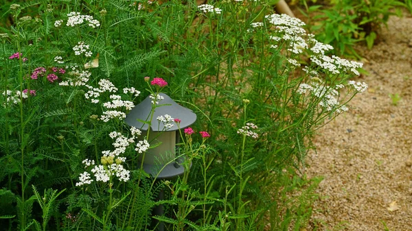 May.yarrow 'da bahçede çiçek açan beyaz Achillea millefolium.