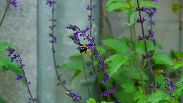 Stachys Riederi Viola Fiore Giardino Fine Maggio — Foto Stock