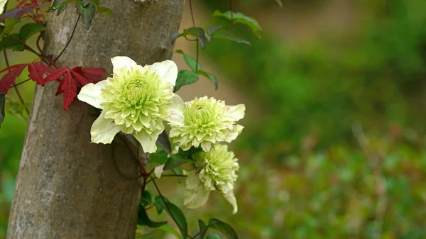 五月下旬在花园里盛开的白皮花 免版税图库照片