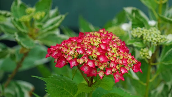 Fiori Ortensia Rossa Che Hanno Cominciato Fiorire — Foto Stock