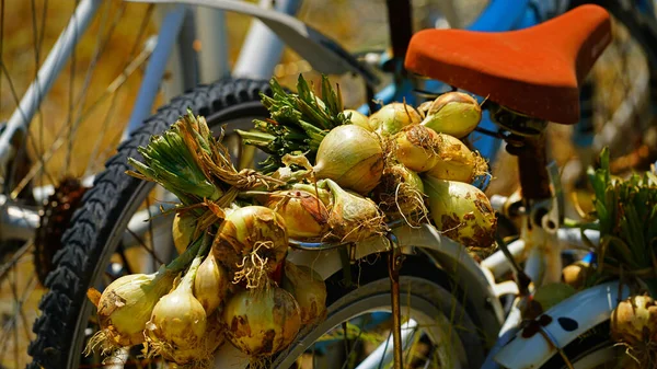 Cebolas Colocadas Bicicletas Para Secar Paisagem Rural — Fotografia de Stock