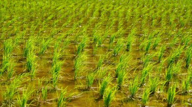 Pirinç bitkilerinin yetiştiği bir çeltik tarlası.