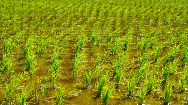 Arrozal Início Verão Onde Plantas Arroz Estão Crescendo — Fotografia de Stock