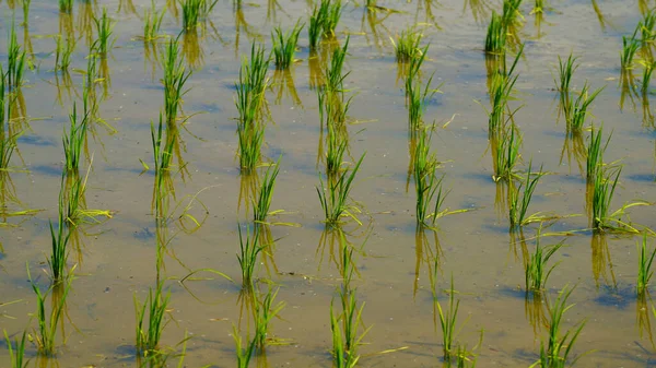 Раннее Лето Растут Рисовые Растения — стоковое фото