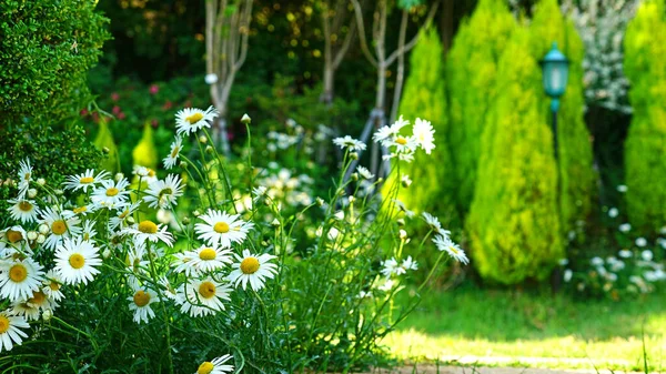 Beyaz bir Marguerite çiçeği. Bahçede tam çiçek açmış. Haziran başında.