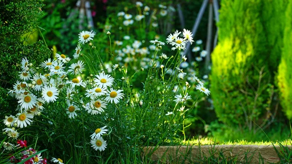 Beyaz bir Marguerite çiçeği. Bahçede tam çiçek açmış. Haziran başında.