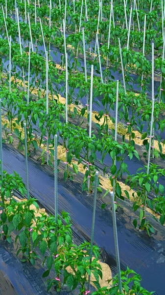 Groene Paprika Groeien Velden Het Gebonden Door Steun Armatuur — Stockfoto