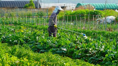 Tarlada sebze sulayan bir çiftçi..