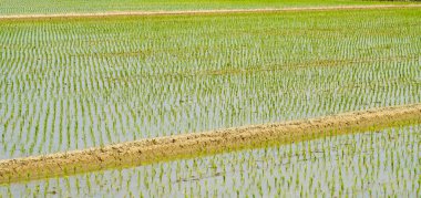 pirinç tohumları pirinç tarlasında yetişiyor.