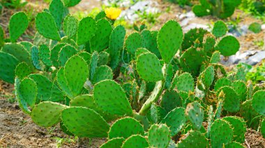 Tarlada taze yetişen bir doğu armudu..