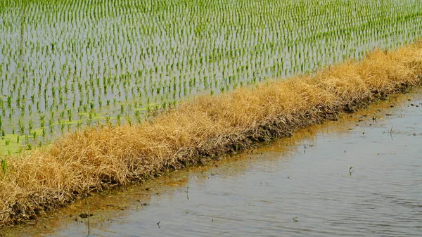 Semeadura Arroz Crescendo Arroz Paddy — Fotografia de Stock