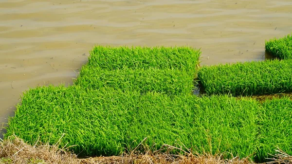 Leito Sementeira Arroz Preparado Para Plantação — Fotografia de Stock