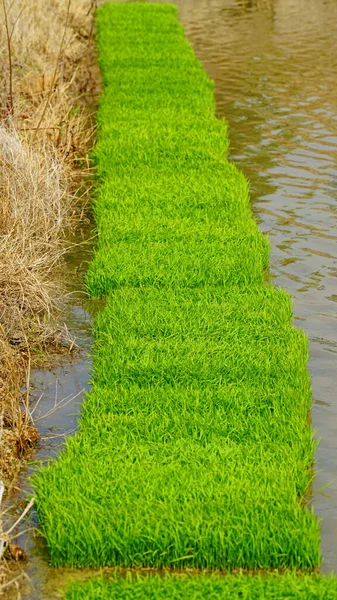 Leito Sementeira Arroz Preparado Para Plantação — Fotografia de Stock