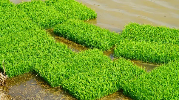 Leito Sementeira Arroz Preparado Para Plantação — Fotografia de Stock