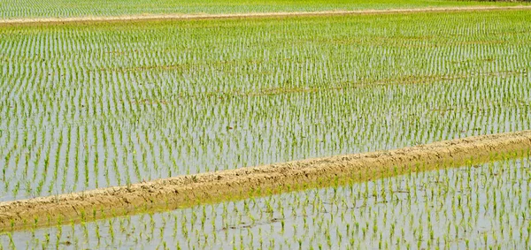 Semeadura Arroz Crescendo Arroz Paddy — Fotografia de Stock