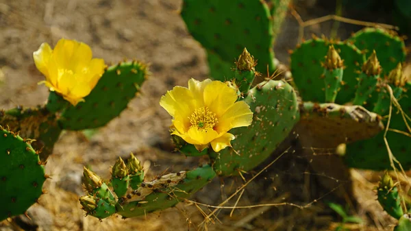 Yellow Flowered Eastern Prickly Pear Field Summer — Stock Photo, Image