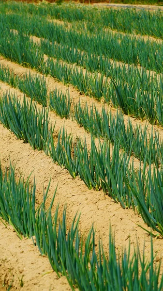 田野里生长着新鲜的绿色小鸡 绿洋葱 威尔士洋葱 春天的洋葱 Scallion — 图库照片