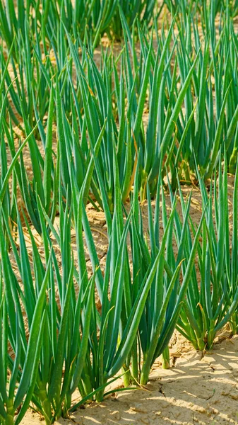 Cebollino Verde Que Crece Fresco Campo Cebolla Verde Cebolla Galesa —  Fotos de Stock